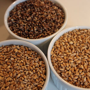 Ethiopian Purple, Automne Rouge Barbu, Steppenweizen Derenburg Wheats